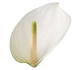 گل آنتوریوم ویسپر